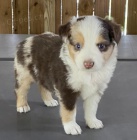 Rozko�n� �t��ata australsk�ho ov��ka na prodej