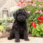 Na�echran� Havapoo