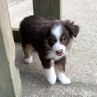 Australsk� ov��k kr�sn� d�ti