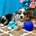 Kr�sn� �t���tka australsk�ho ov��ka