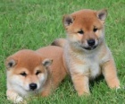 sladk� a rozko�n� �t��ata shiba inu.