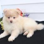 Roztomil� Pomeranian