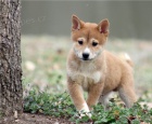 KC zaregistrovala �t��ata Shiba inu