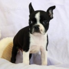 PES A �ENY �t��ata Boston teri�ra na prodej