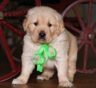 ZDRAV� a VAKCINOVAN� kr�sn� zlat� retr�vr.