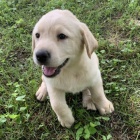 labradorsk� retr�vr