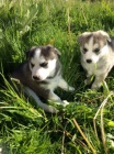 rozko�n� sibi�sk� husky
