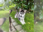  Sibi�sk� husky chlapci a d�vky