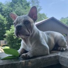 Sladk� francouzsk� buldok