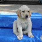 Sladk� labradorsk� retr�vr