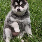 Miluj�c� sibi�sk� husky