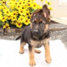 N�dhern� n�meck� ov��k