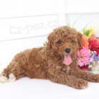 pohodln� pudl (hra�ka)