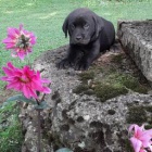 Miluj�c� labradorsk� retr�vr