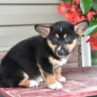 Sladk� Welsh Corgi