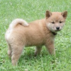 N�dhern� Shiba Inu