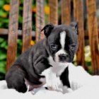 Miluj�c� Bostonsk� teri�r