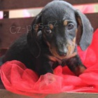 �umiv� jezev��k