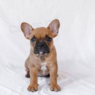 Ply�ov� francouzsk� buldok