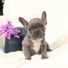 loaj�ln� francouzsk� buldok