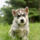 Zdvo�il� sibi�sk� husky