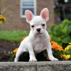 N�dhern� francouzsk� buldo�ek