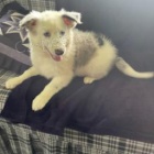 Jemn� border kolie