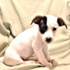 Milosrdn� miluj�c� �ivava