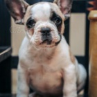 mal� francouzsk� buldok