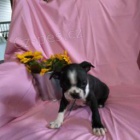 �umiv� bostonsk� teri�r