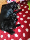 �t���tka Flat coated retriever� s PP