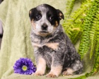 Samci a samice �t��at australsk�ho Cattle Dog