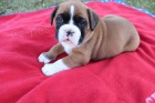 sladk� �t���tka Boxer k adopci
