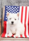 Miluj�c� �t��ata West Highland White Terrier