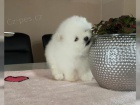 �t��ata rasy Pomeranian (Pom�k)