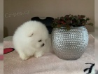 �t��ata rasy Pomeranian (Pom�k)