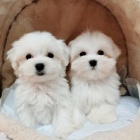 Levn� a zdrav� �t��ata Yorkie jsou nyn� k dispozici na prodej !!!