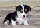 Welsh Pembroke corgi tri barevn� t. Byli vychov�ni v na�em dom� spolu se svou matkou a t�tou. s certifik�tem 5 generace, od�erven� o�kov�n�