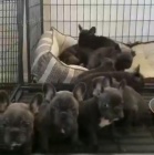 kr�sn� francouzsk� buldo�ek �t��ata k adopci