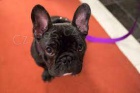 kr�sn� francouzsk� buldo�ek �t��ata k adopci