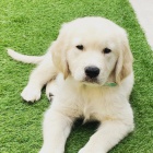 Zlat� retr�ever �t��ata samec a samice