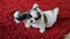 �t��ata Shih-Tzu