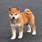�t��ata shiba inu