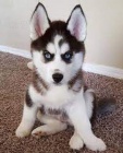 sibi�sk� husky ��asn�.