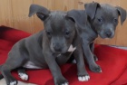 2 Americk�  Blue pitbulteri�r pro nov� domy