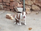 �t��ata americk�ho pitbulteri�ra