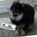 Pomeranian Spitz �t��ata