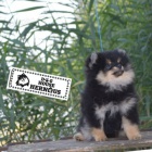 Pomeranian Spitz �t��ata