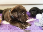 Labradorsk� retriever s PP