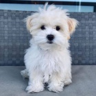 Malt�zsk� ps�k bez pp